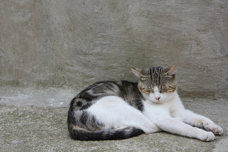 a multicoloured cat lying on the streetの写真素材