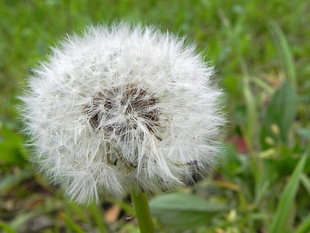 a closeup shot of a white dandelionの写真素材