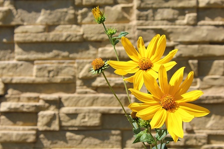 a closeup shot of yellow daisies before a wallの写真素材
