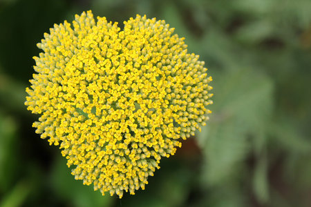 heart shape formed by a gold yarrow