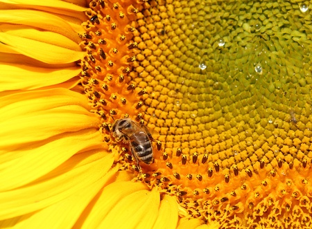 closeup shot of a young sunflower with beeの写真素材