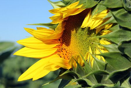 opening sunflower in the field against blue sky closeupの写真素材