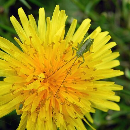 green grasshopper on yellow flower closeup backgroundの写真素材