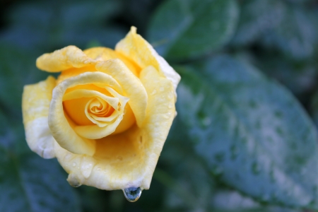 yellow rose with water drops after rainの写真素材