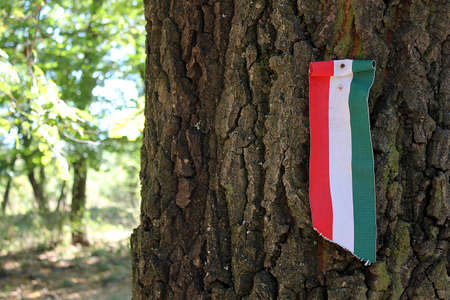 hungarian tricolor flag fixing on oak tree trunk in the forestの写真素材