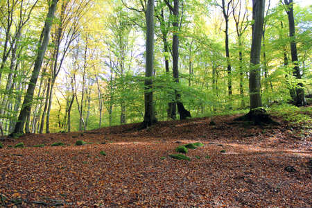 beautiful colorful autumn forest illuminated by sunlightの写真素材