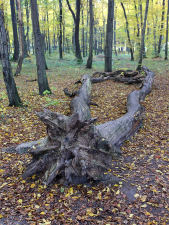 old dead tree lying in the autumn forestの写真素材