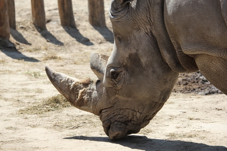 closeup shot of a white background animal rhinoceros headの写真素材