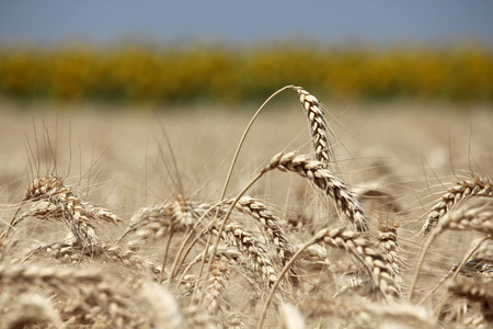 Closeup of ripe wheat ears ready for harvest sunflower line against out of focusの写真素材