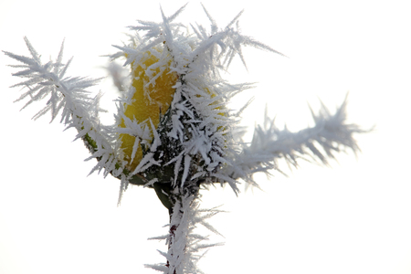 Yellow rose bud with morning frost in winter, isolated on white backgroundの写真素材