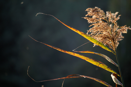 Blooming reed flower in the beautiful autumn sunlight, autumn backgroundの写真素材