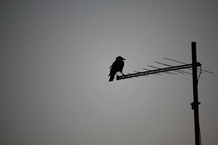 Crow silhouette standing on tv antenna on roof of house in the eveningの写真素材