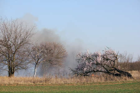 Dry grass burns on meadow. Fire in the field in springtime. Wild fire is burning a blooming fallen tree. Bushfire in the wilderness area. Nature on fire. Danger and disaster.の写真素材