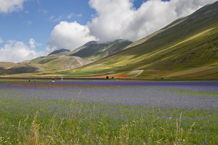 Pian Grande full of flowers at Castelluccio di Norcia, flowering 2018のeditorial素材