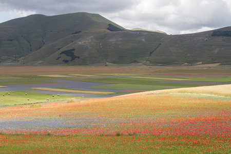 Pian Grande full of flowers at Castelluccio di Norcia.の写真素材