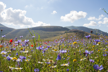 Pian Grande full of flowers at Castelluccio di Norcia, flowering 2018のeditorial素材