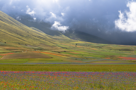 Pian Grande full of flowers at Castelluccio di Norcia.の写真素材