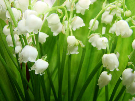 lily of the valleyの写真素材