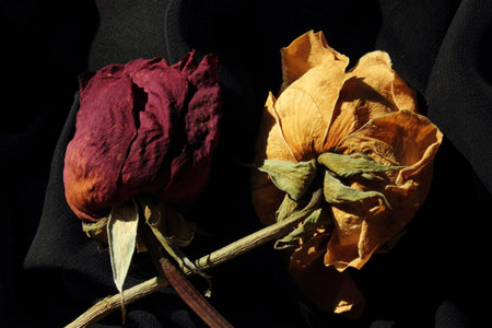 two dry roses on dark clothの写真素材