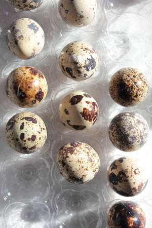 a lot of quail eggs in the cartonの写真素材