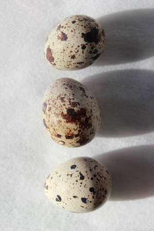 three quail eggs on the white backgroundの写真素材