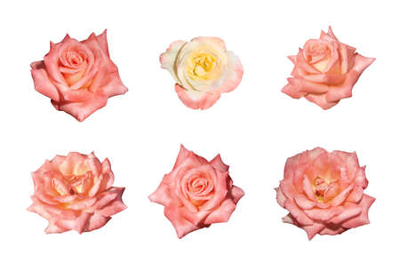 isolated blooming pink-yellow rosesの写真素材