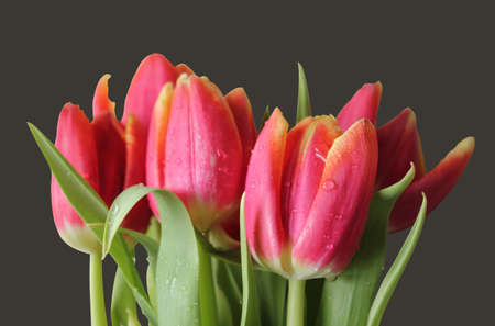 wet isolated red-yellow tulipsの写真素材