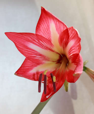 red bulbous flower bloomsの写真素材