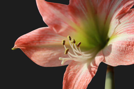 isolated orange bulbous flower macroの写真素材