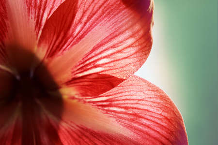 macro petals of the red flower on a green backgroundの写真素材