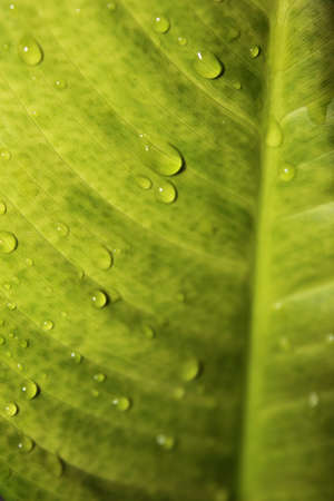 macro drops of dew on the portrait pageの写真素材