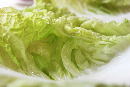 green-and-white cabbage leaves macroの写真素材