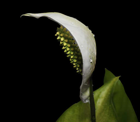 spathiphyllum blooming in the drops of dew on a black backgroundの写真素材