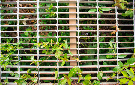 Plants growing through metal grate. South Carolina park path.
