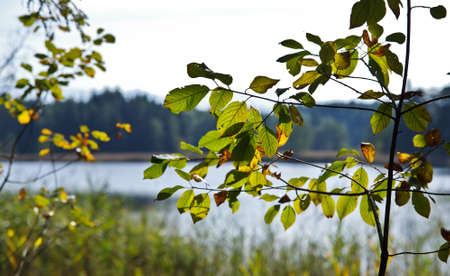 Close-up of a tree with a lake in the backgroundの写真素材