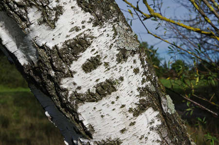 Close-up of a birchの写真素材