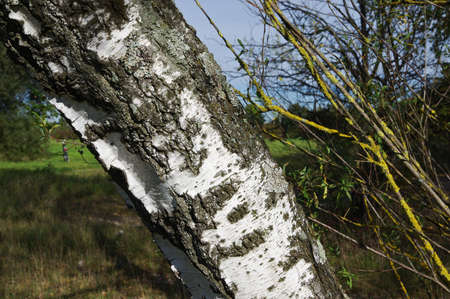 Close-up of a birchの写真素材