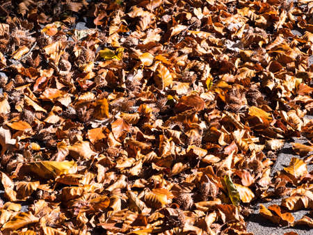 Falling leaves in autom cover the groundの写真素材
