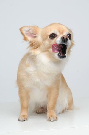 little dog on white backgroundの写真素材