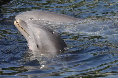 dolphin in the seaの写真素材