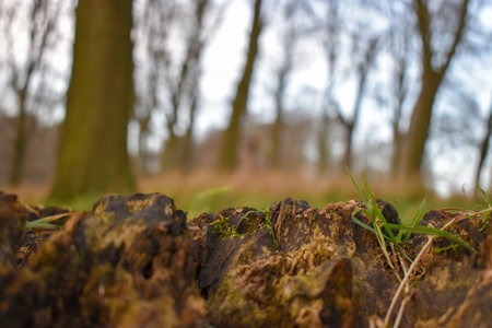 Blurred view of woodland in winter