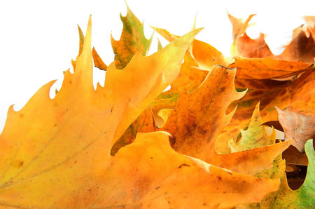 golden leafs closeup like fire in white backgound