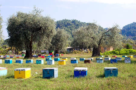 bee boxes and olive trees in vivid coloursの写真素材