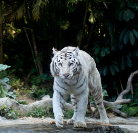 White tiger walkingの写真素材
