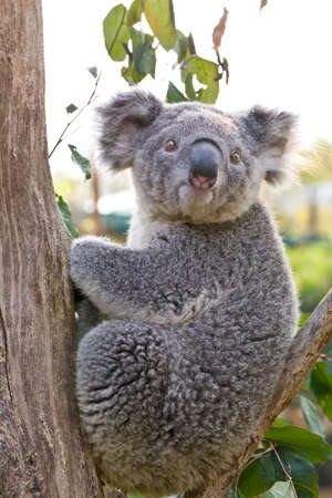 Australian Koala Bear holding onto a tree trunkの写真素材