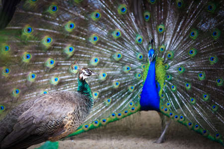 Male to female peacock peacock displays of affectionの写真素材