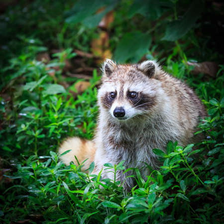 Small raccoon in the grassの写真素材