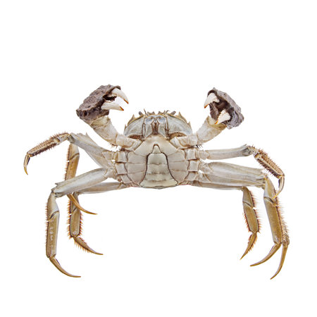 Fresh crab isolated on white background