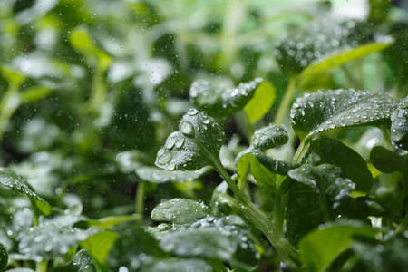 Small green vegetable shootsの写真素材