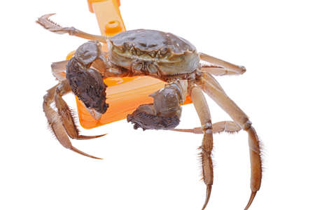 Hairy crabs on the shovel isolated in white backgroundの写真素材
